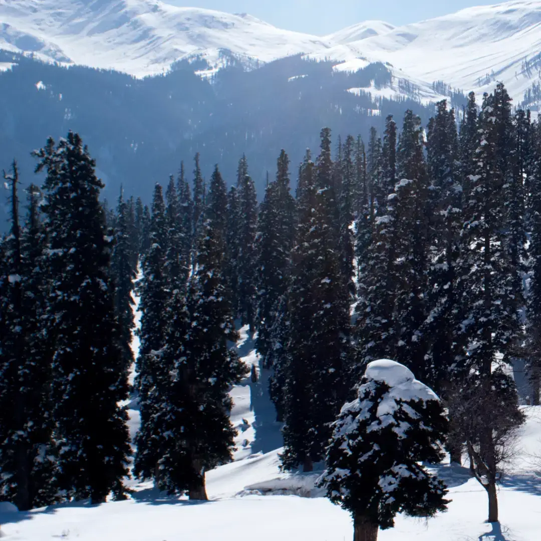 Gulmarg Biosphere Reserve