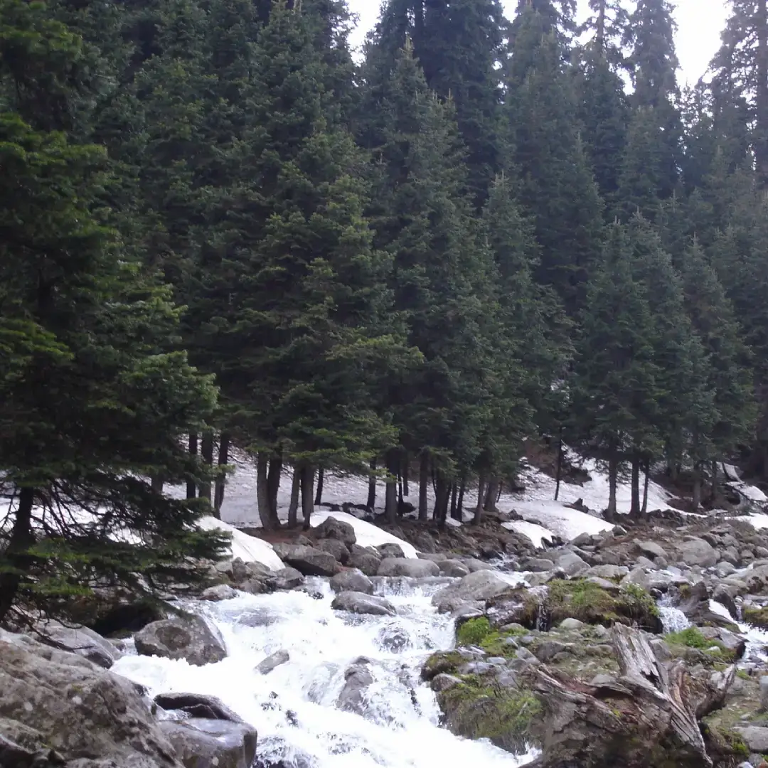 Ningle Nallah Gulmarg