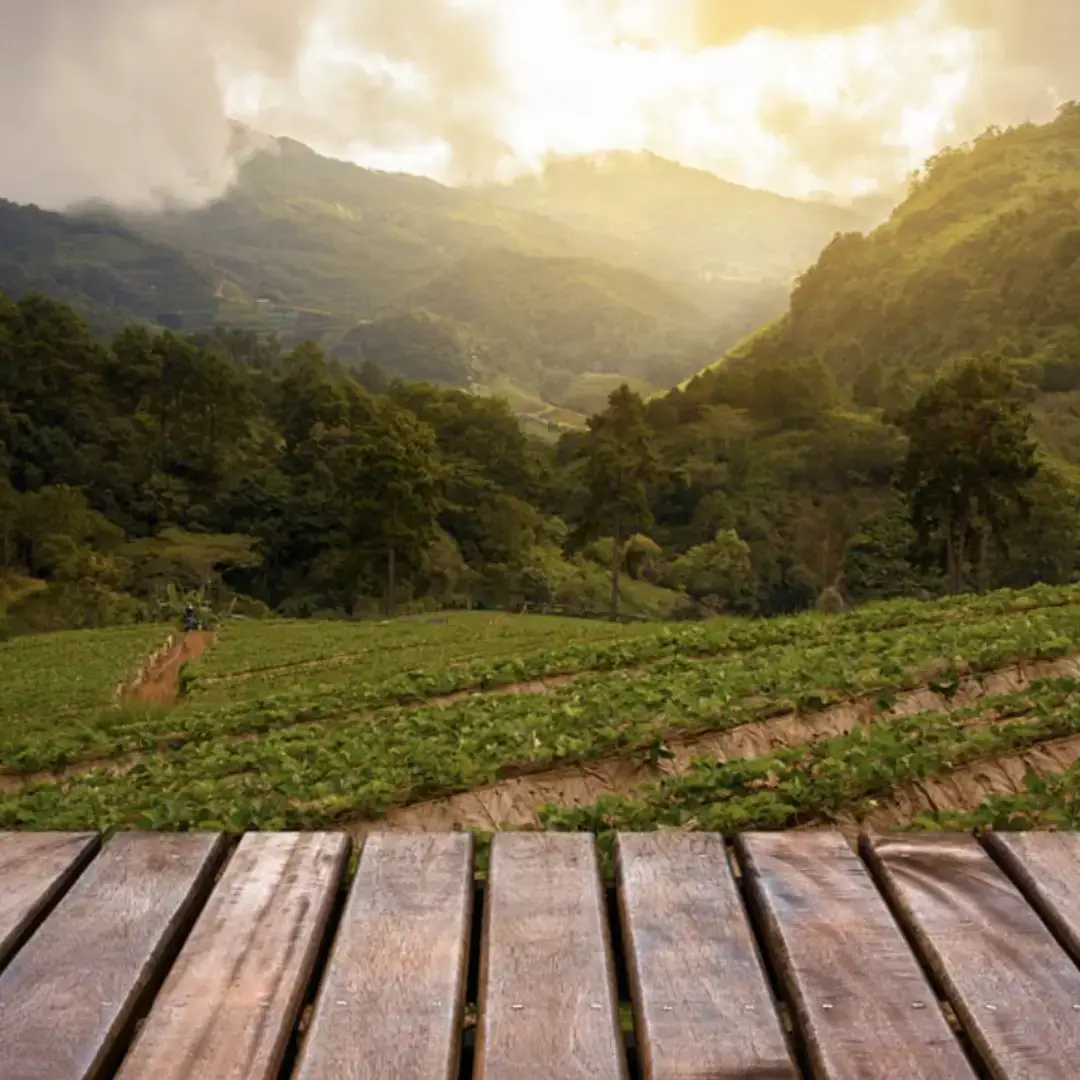 Strawberry Valley Gulmarg