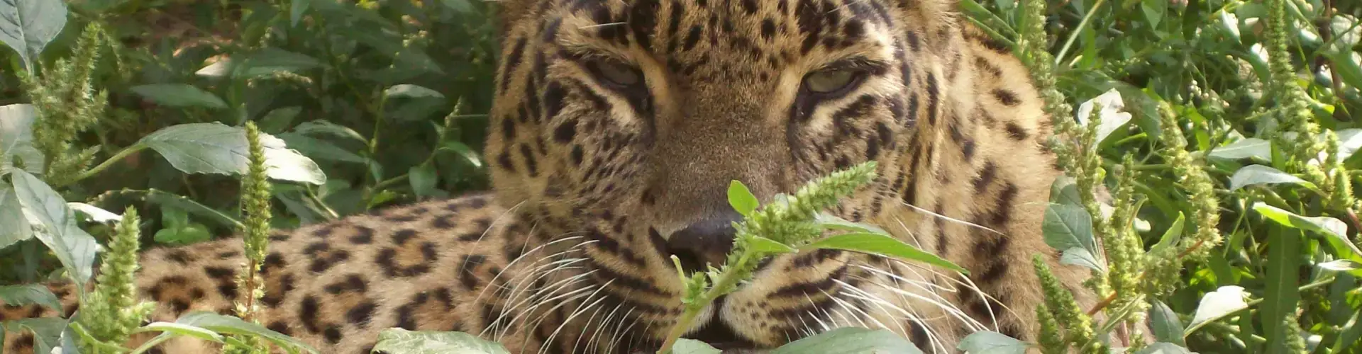 Wildlife Tourism in Jammu and Kashmir