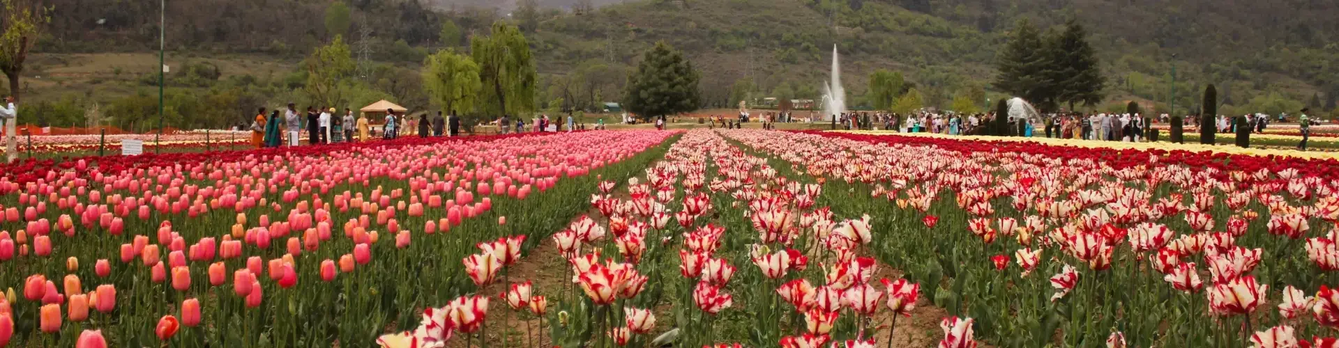 Tulip Garden- Top Tourist Attraction in Srinagar