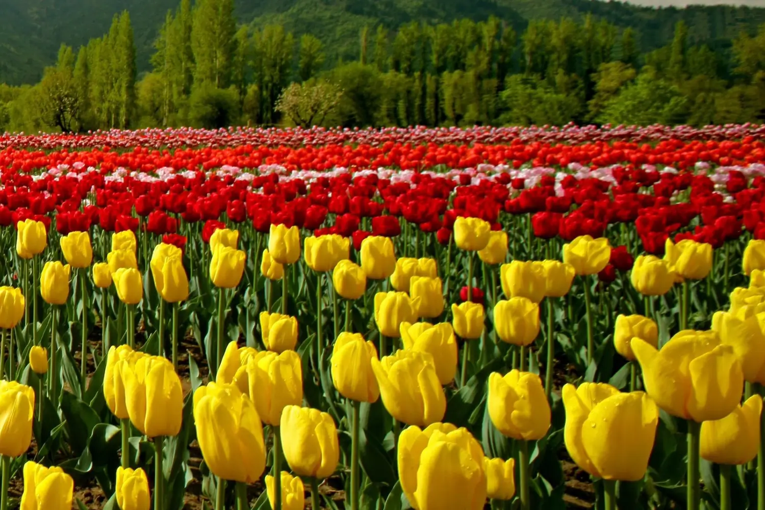 13 Crore Tourists Visit Jammu and Kashmir in 10 Years