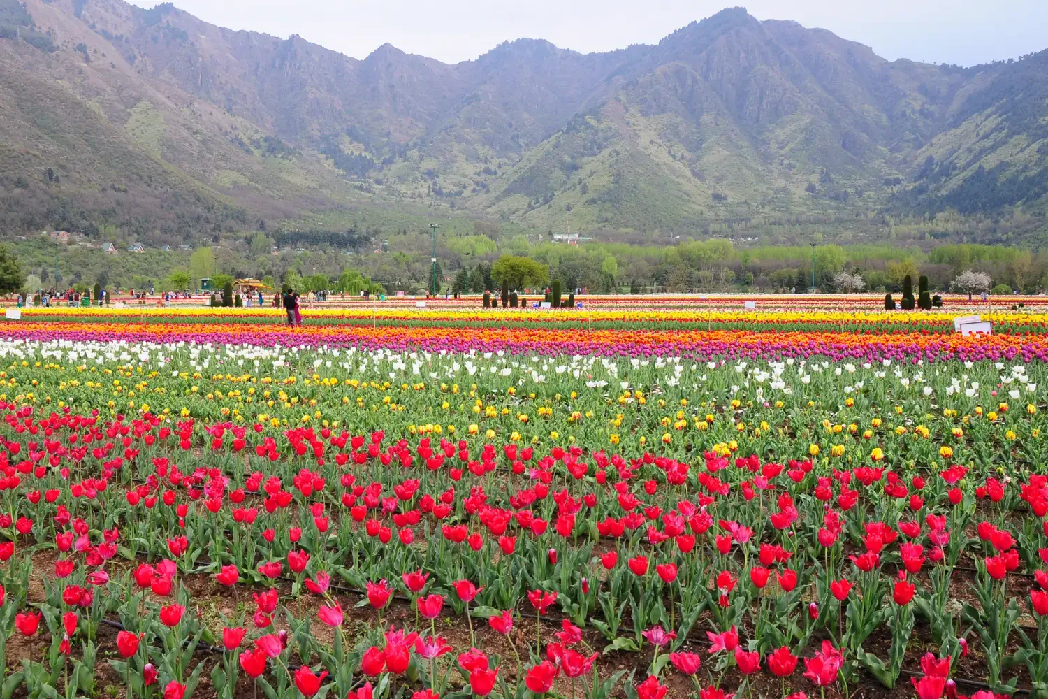 Garden Tourism in Kashmir