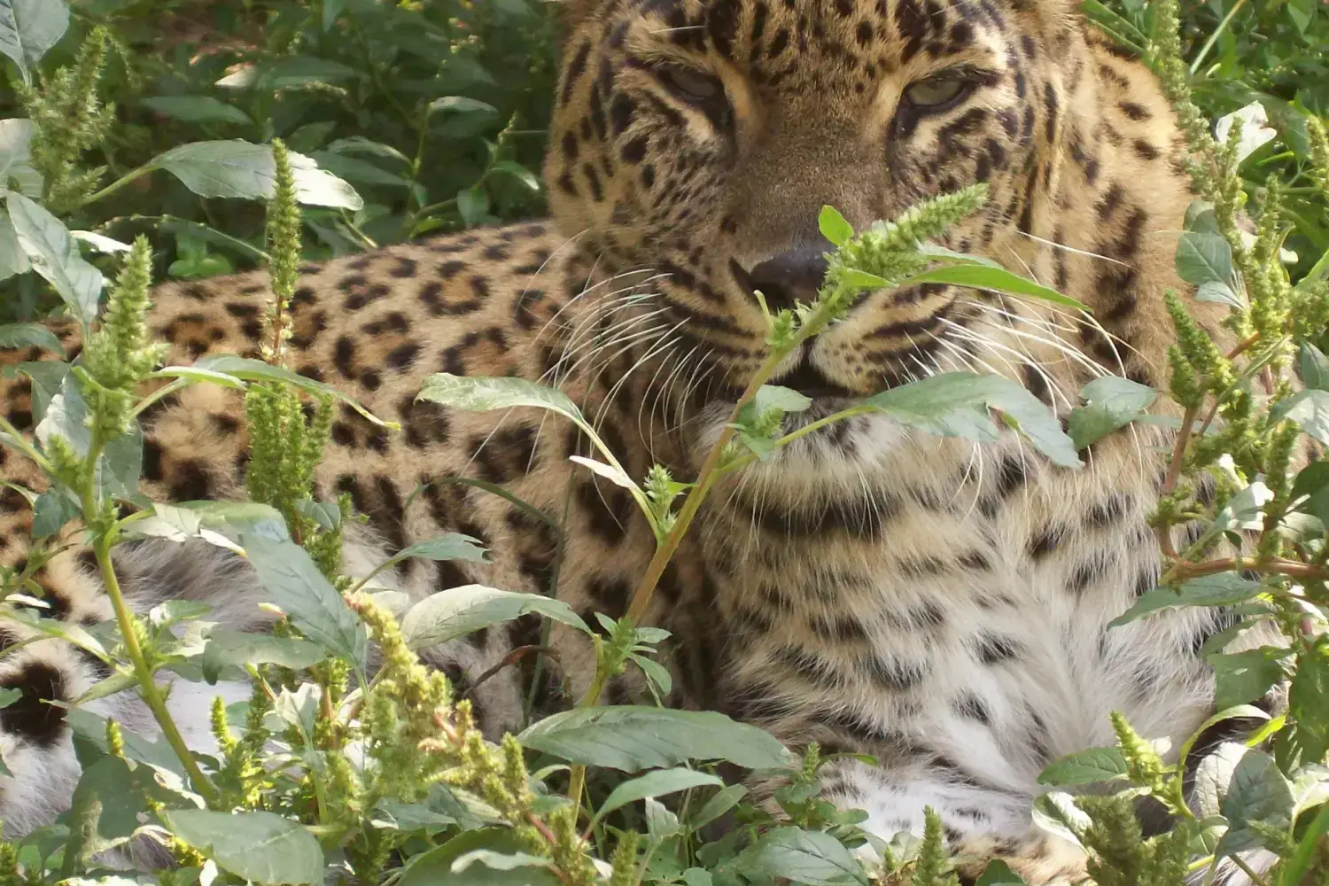 Wildlife Tourism in Kashmir
