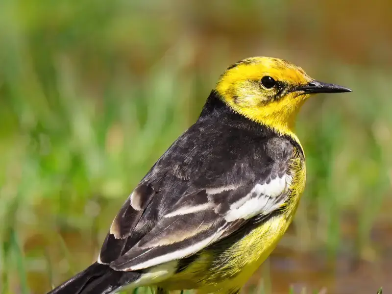 Bird Watching in Gulmarg