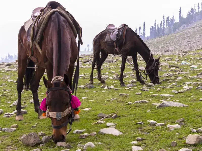 Horse Riding in Gulmarg