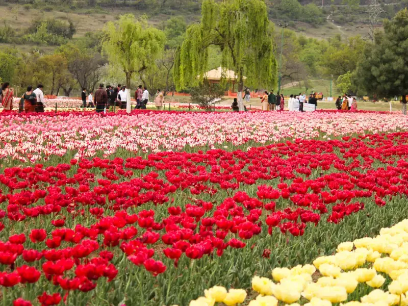 Mughal Gardens Visit in Srinagar