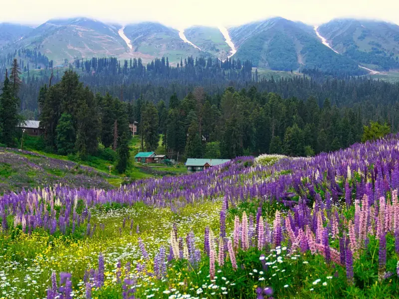 Trekking in Gulmarg