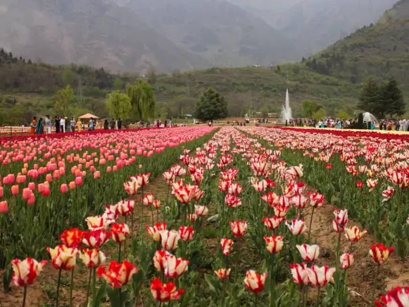 Srinagar Tourism -Tulip Garden