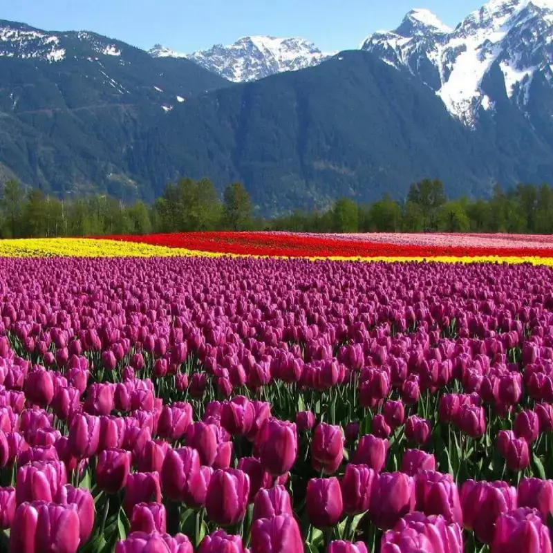 Kashmir Honeymoon Tour