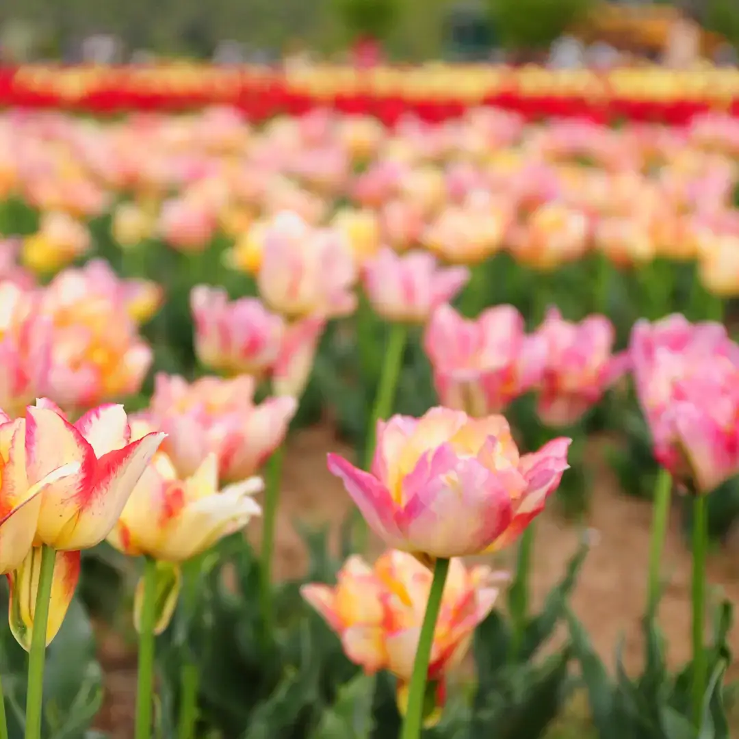 Jammu and Kashmir Honeymoon Packages